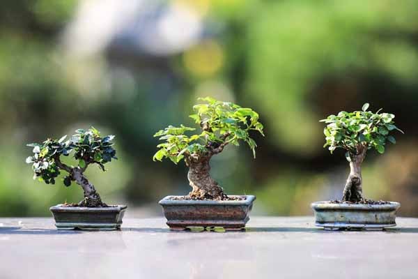 علت ریزش برگ بونسای